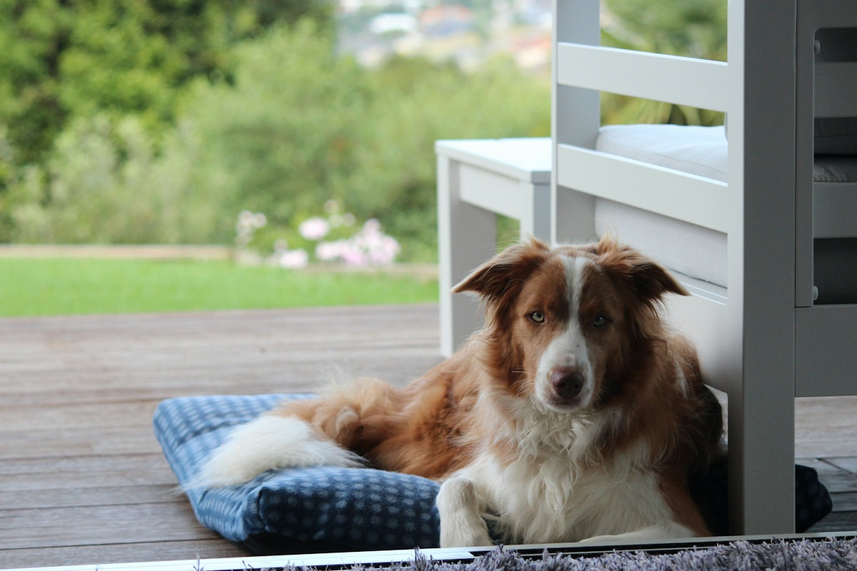 dog on pet bed