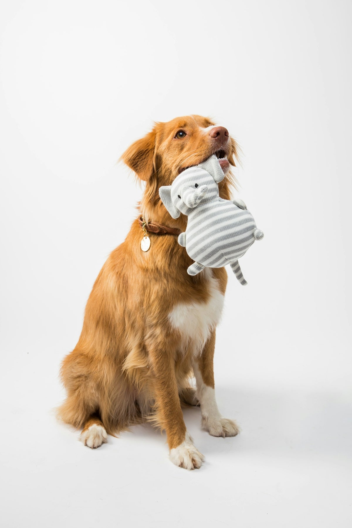 A golden retriever mix dog holding a grey striped plush elephant toy