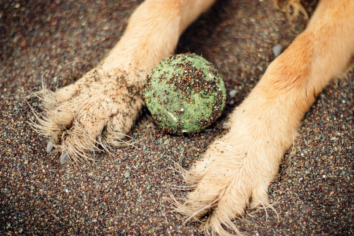 brown dog paw on brown and black textile