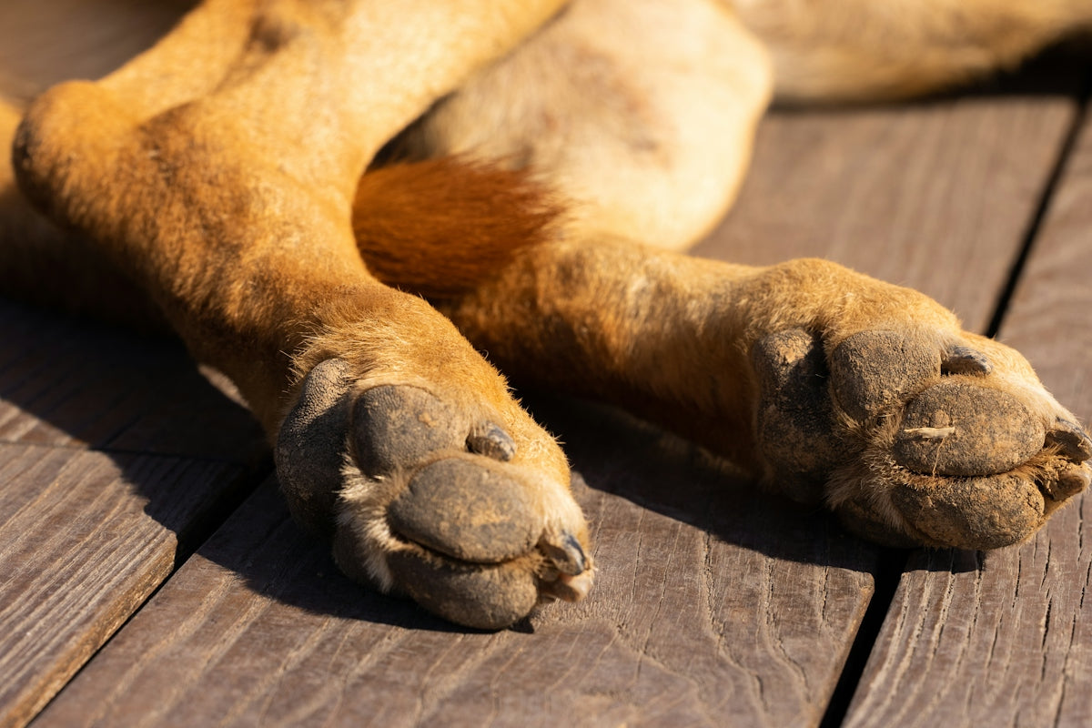 a close up of a dog's paw on a wooden surface