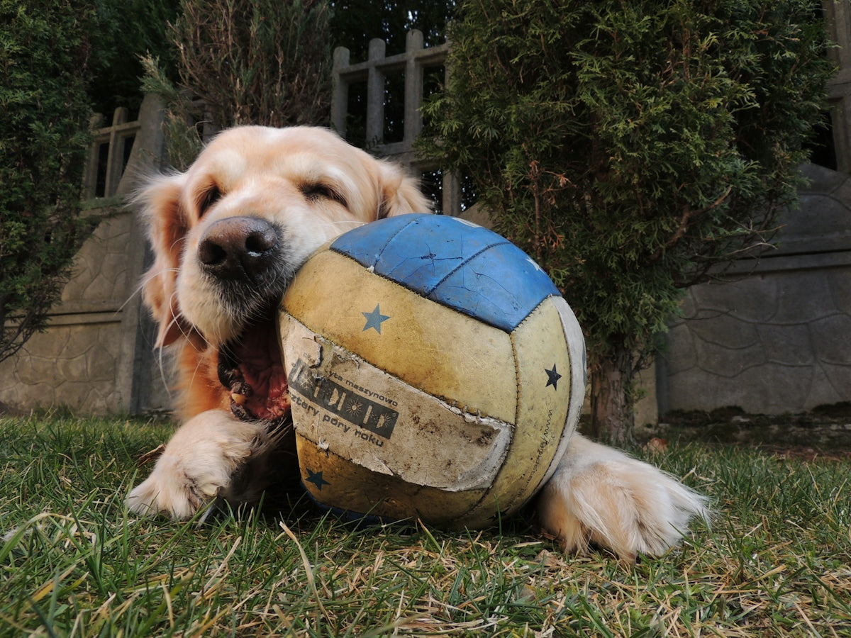 a dog laying in the grass with a ball in its mouth