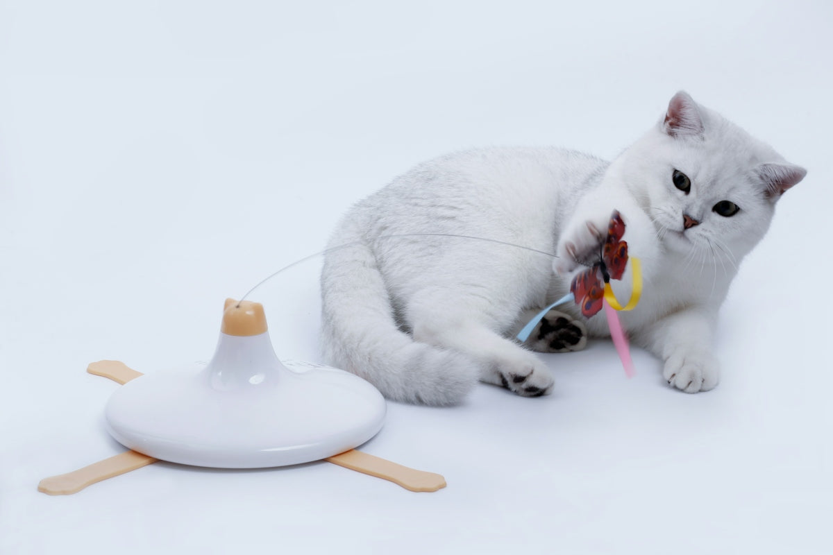 a cat with a toy