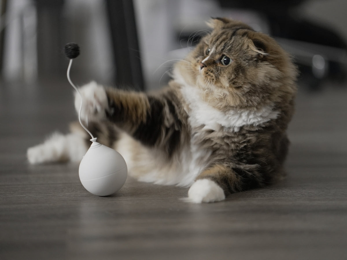 a cat playing with a white ball on the floor