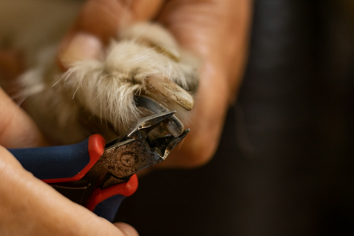 a person holding a small object