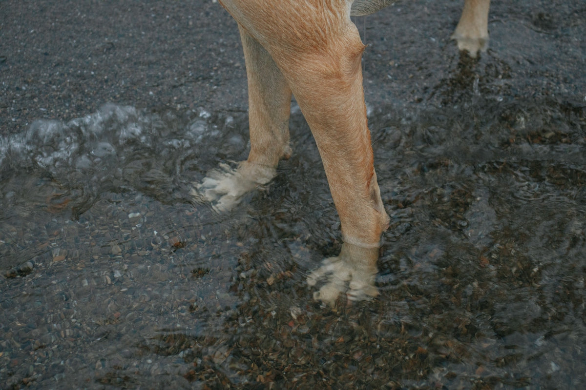 a dog standing in mud
