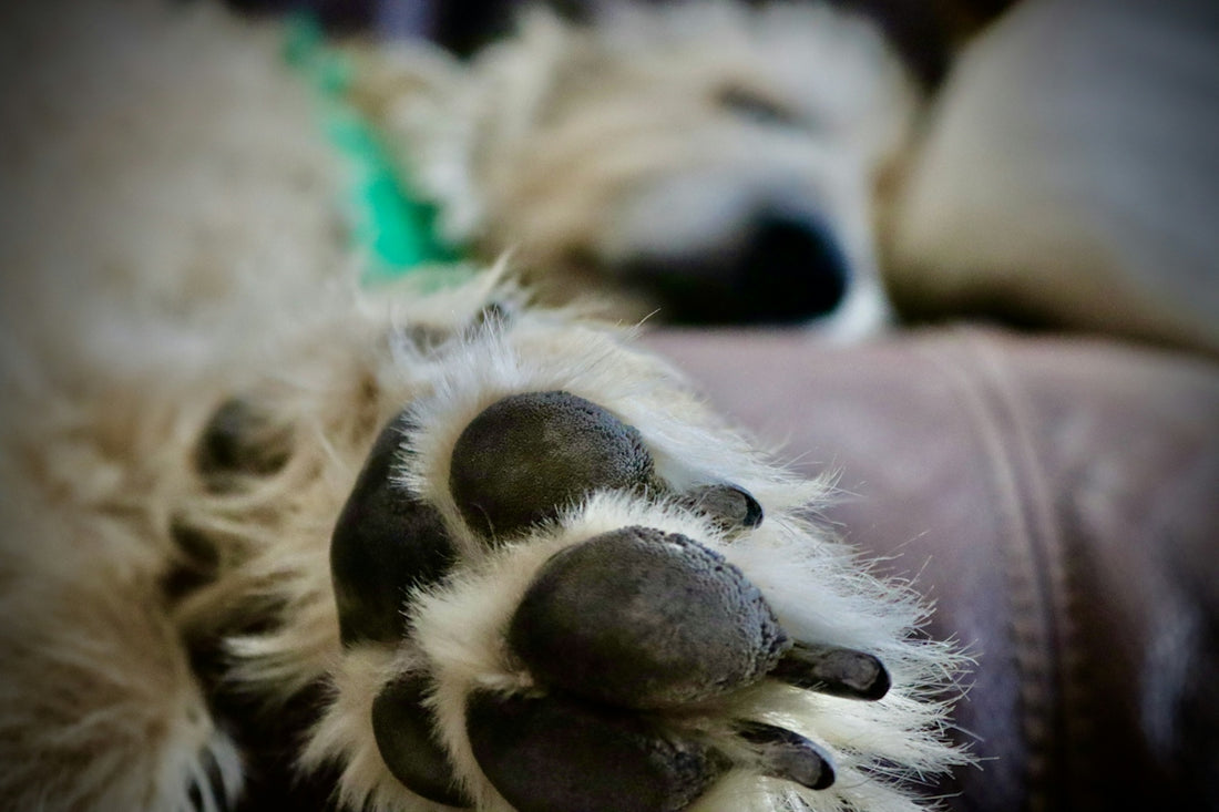 a couple of dogs lying down