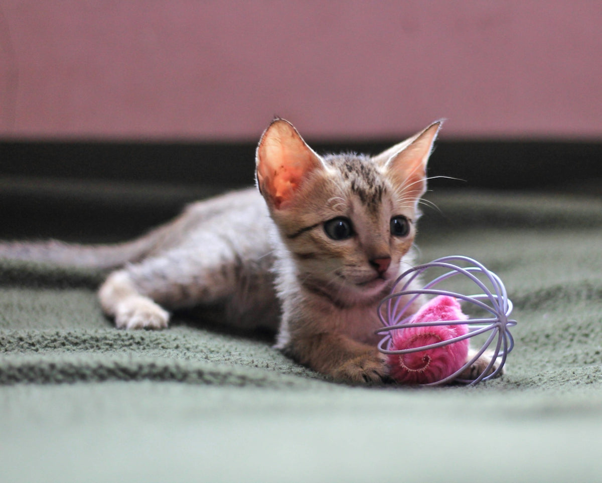 A kitten playing with a ball of yarn