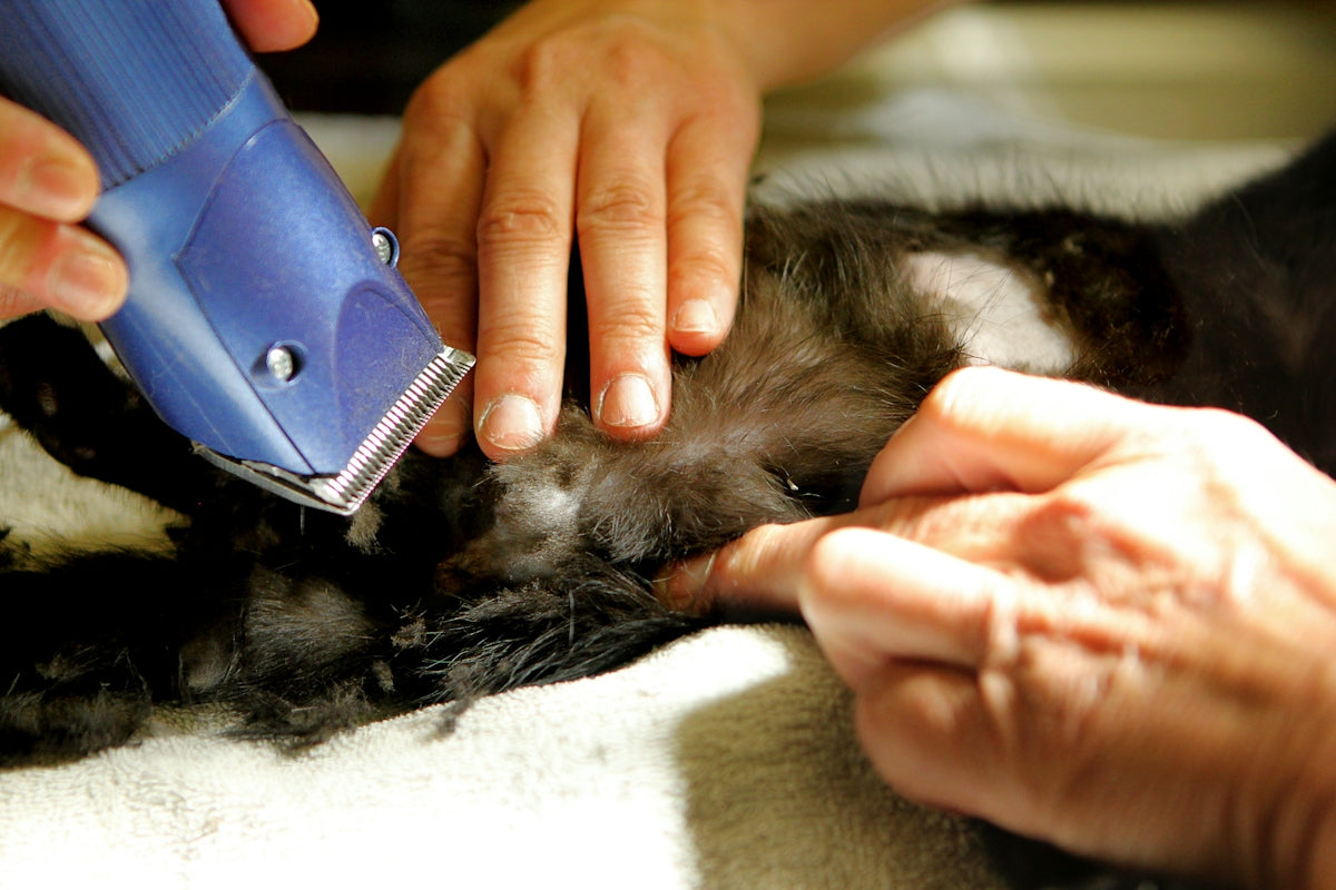 A person using a hair dryer on a cat