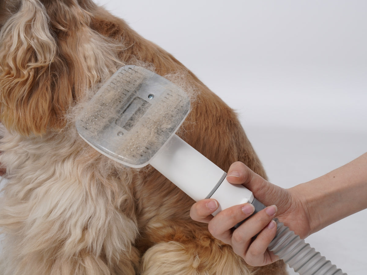 A dog being groomed with a hair dryer