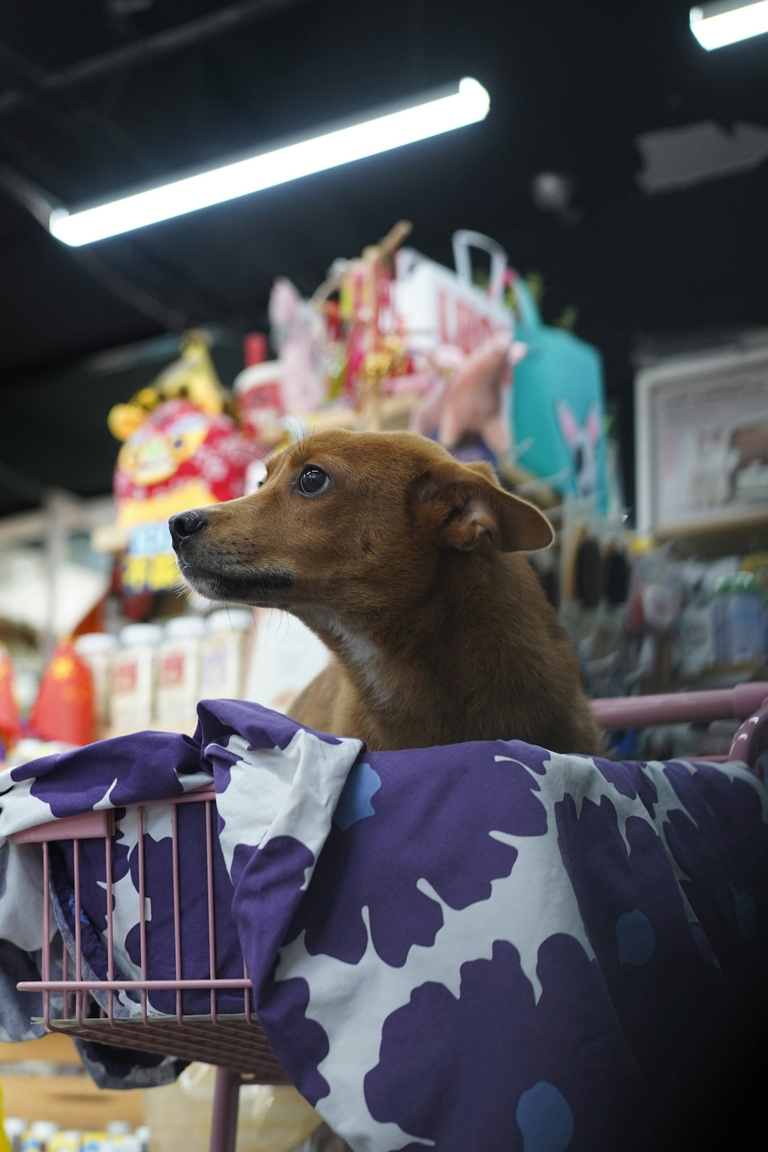 A dog sitting in a shopping cart in a store