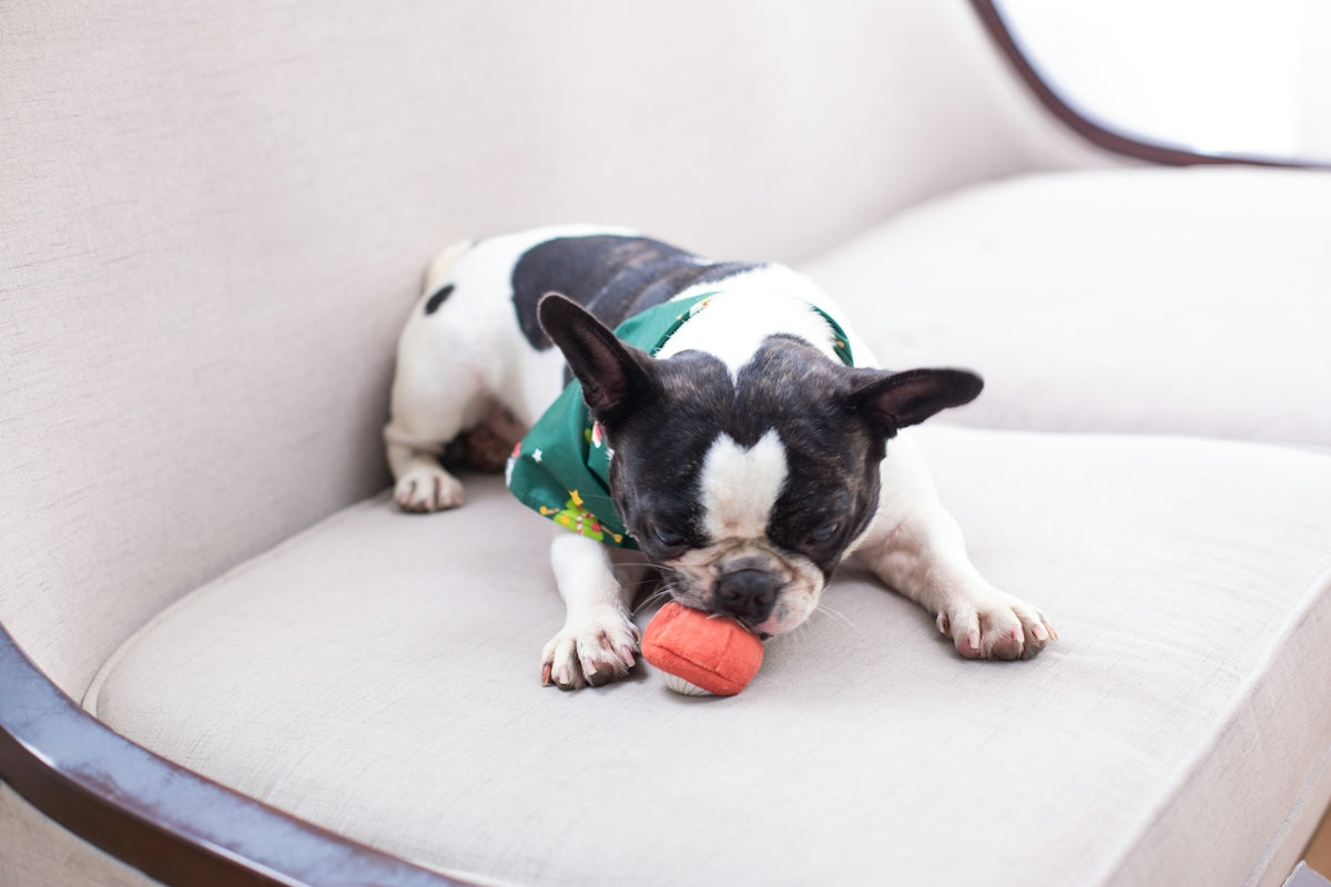 French bulldog playing with a toy on a couch