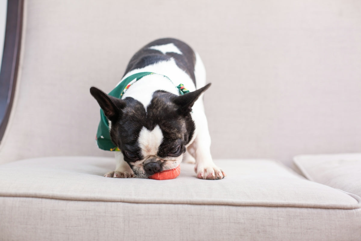 Dog sniffing at a toy on a couch
