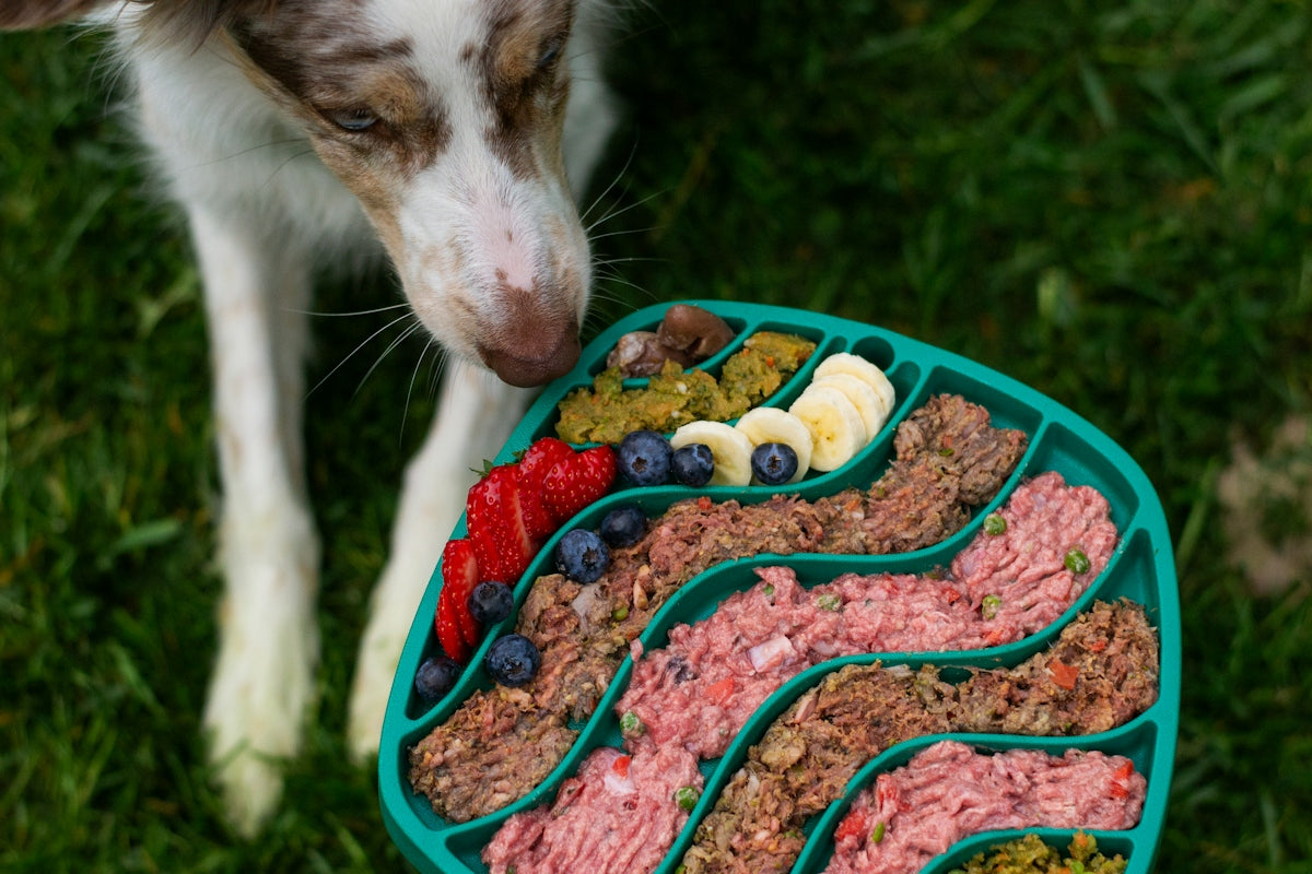 Dog about to eat from a colorful, healthy food tray