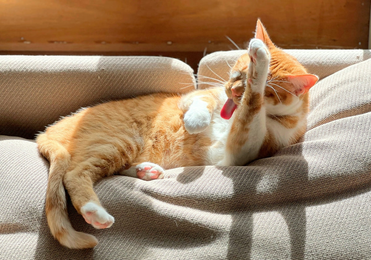 A ginger cat relaxes and cleans itself
