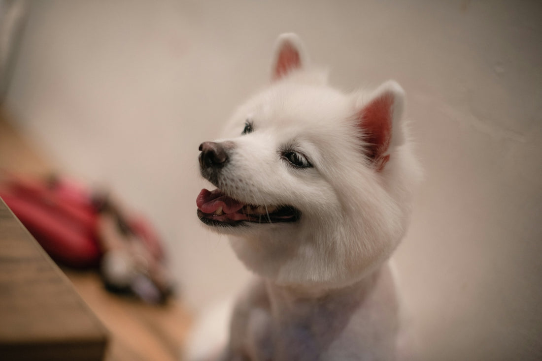 A fluffy white dog with its mouth open