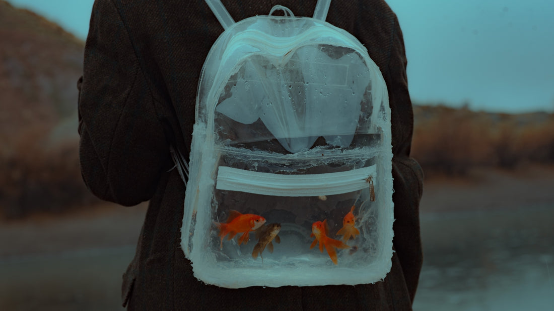 Person wearing clear backpack with goldfish inside
