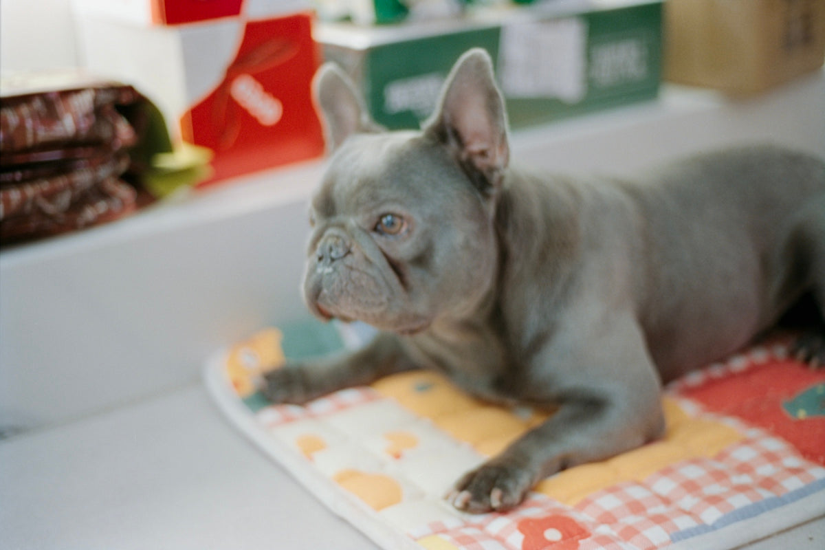 A blue french bulldog lies on a colorful mat