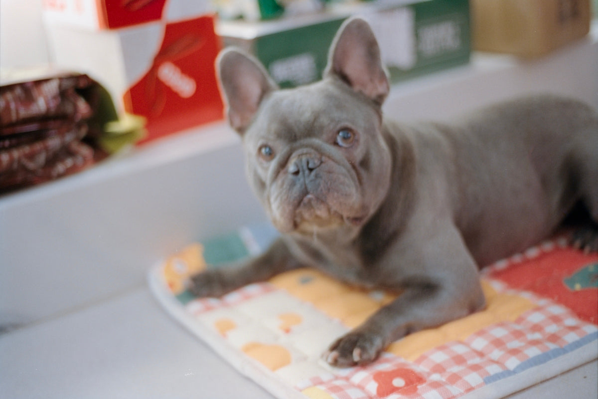 A blue french bulldog lies on a colorful mat