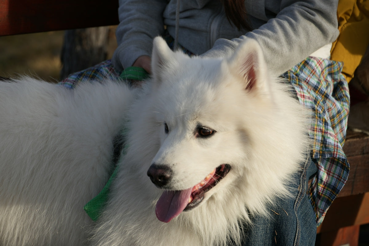 A fluffy white dog being brushed outdoors