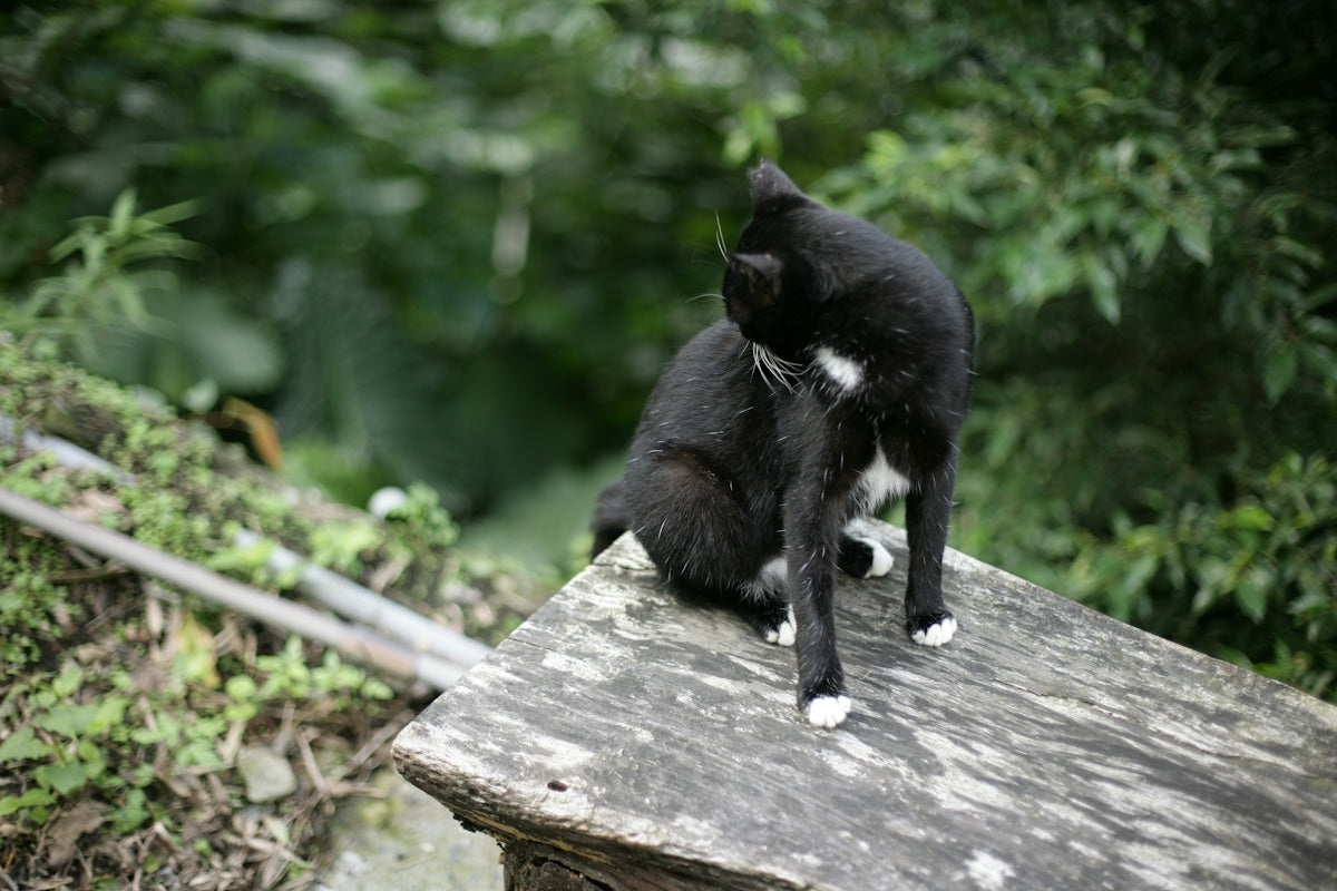 Two black cats grooming on a wooden surface