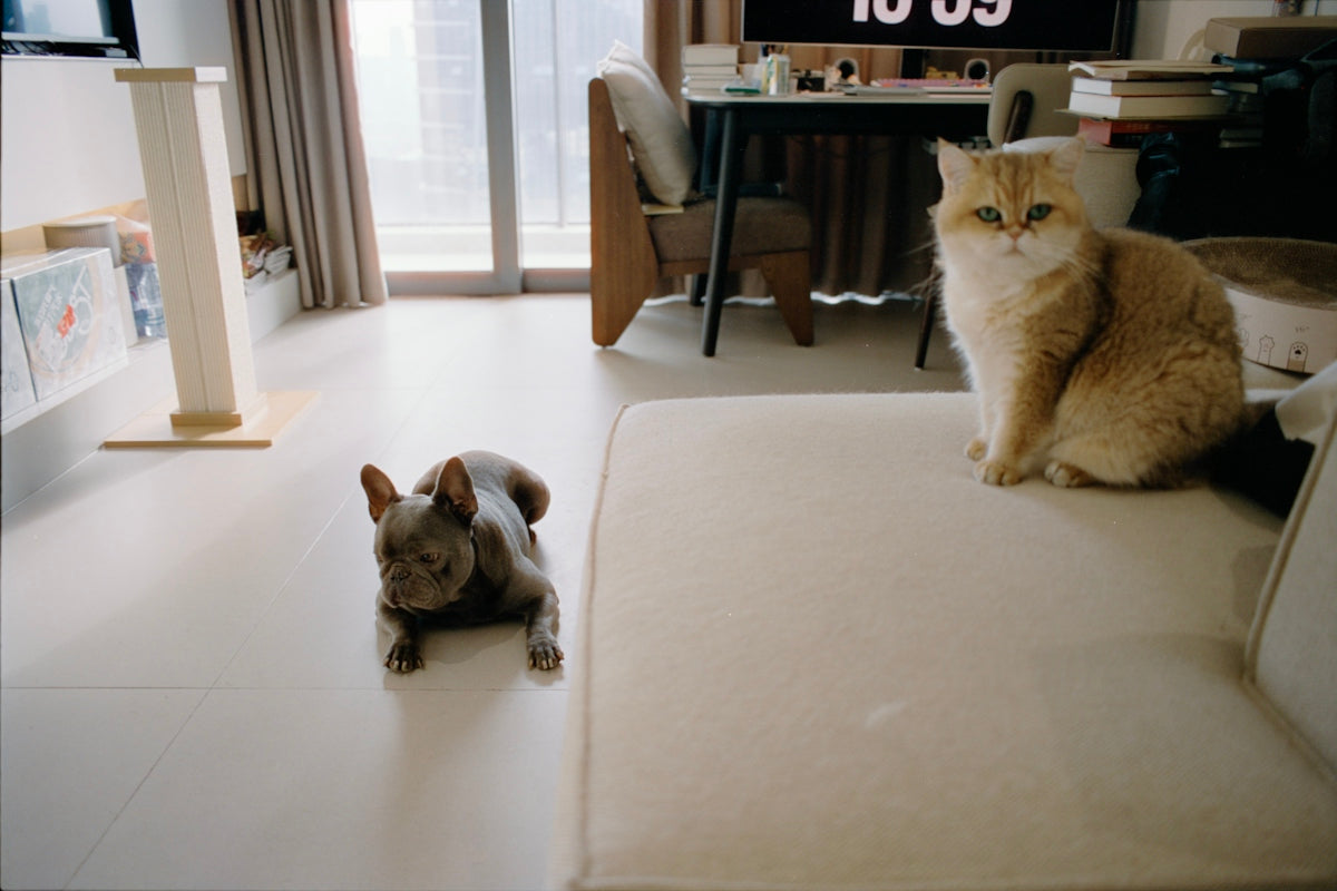 Two cats relaxing in a modern living room