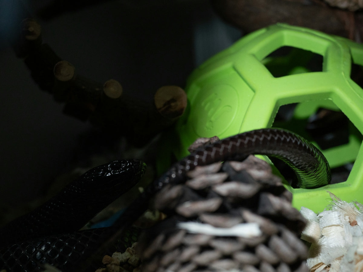 A snake is near a pinecone and green toy