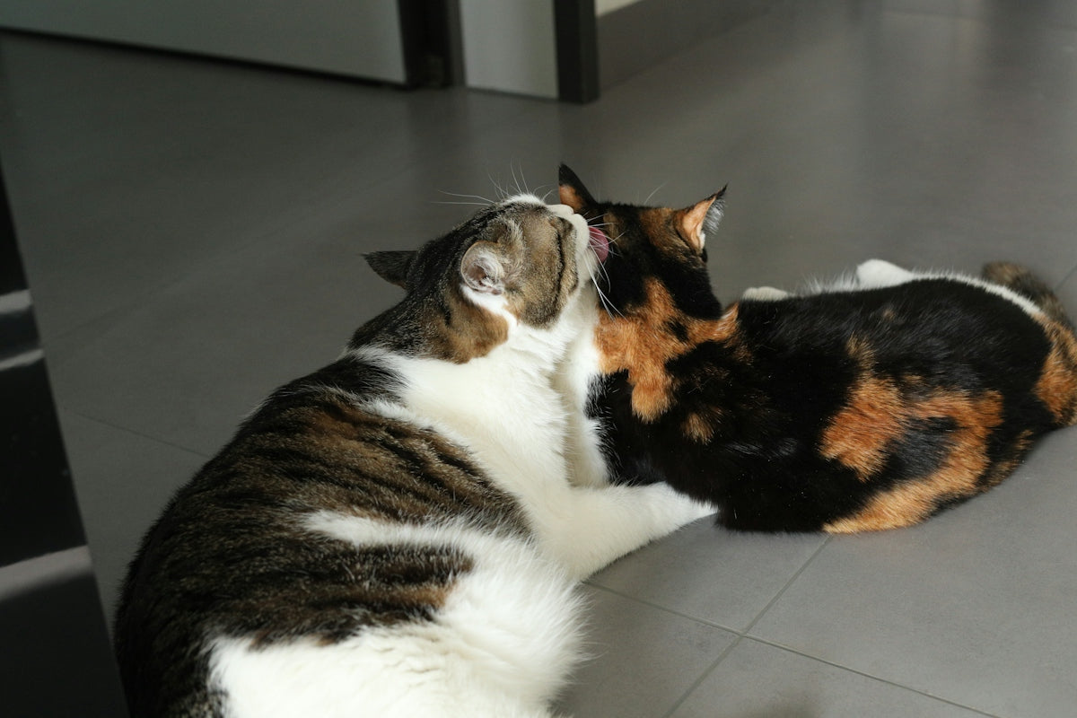 Two cats grooming each other on the floor