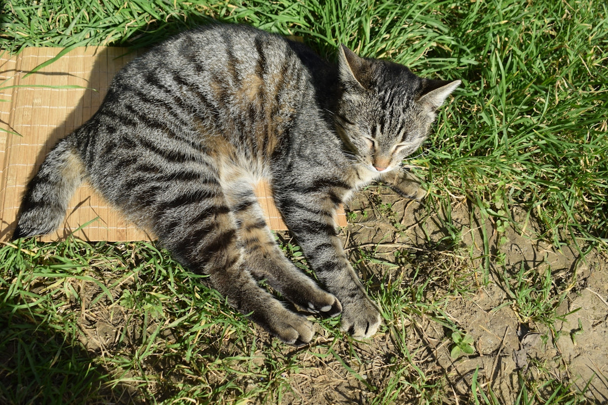 A tabby cat rests on a patch of grass