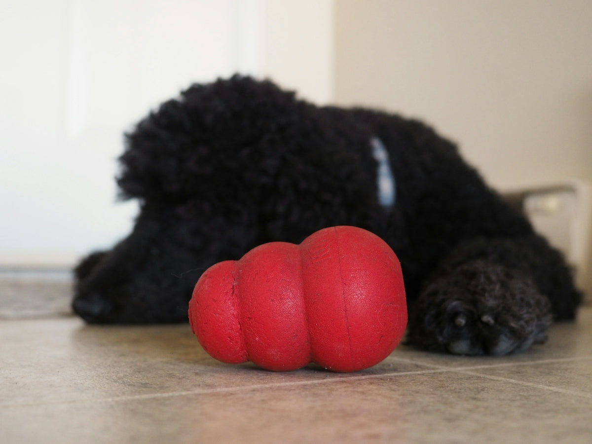 Black dog rests near a red toy on-the-go toy