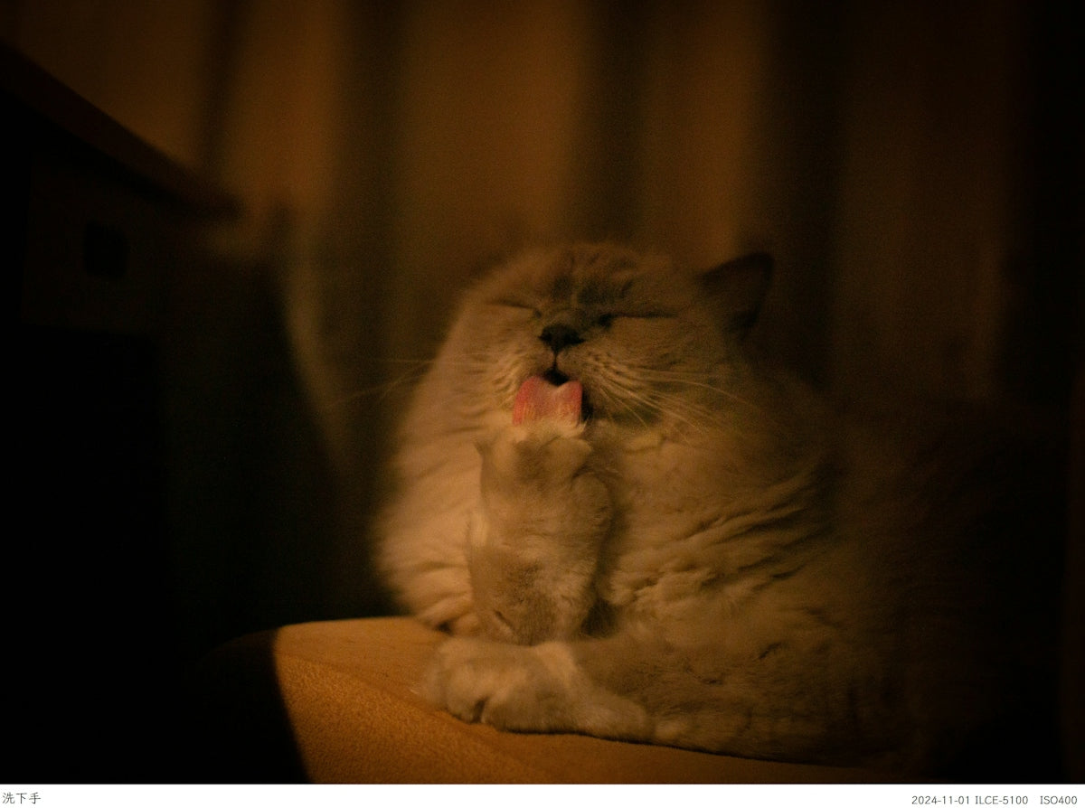 A fluffy cat grooming its paw in warm dim light
