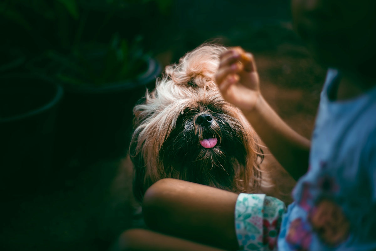 Child's hand petting a fluffy dog with its tongue out