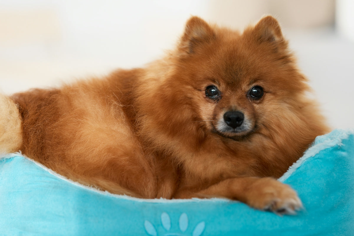 Brown pomeranian dog resting in a soft blue pet bed