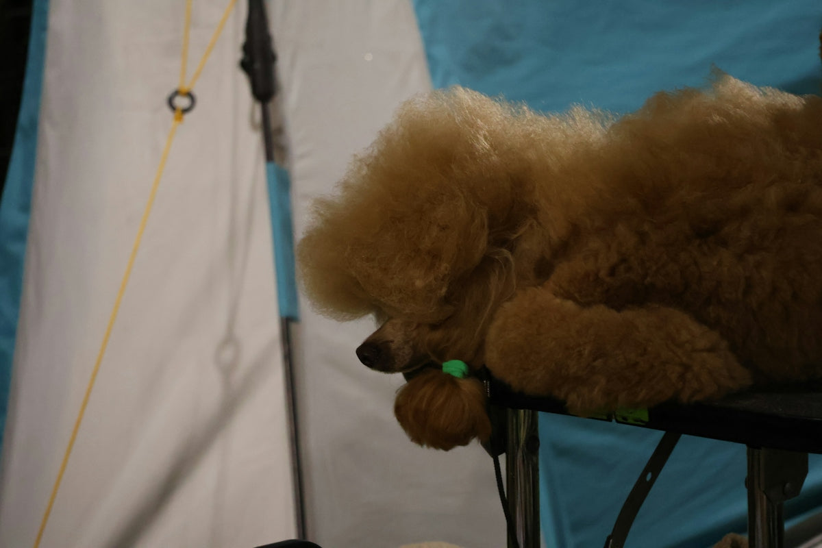 A fluffy apricot poodle resting its head on a grooming table