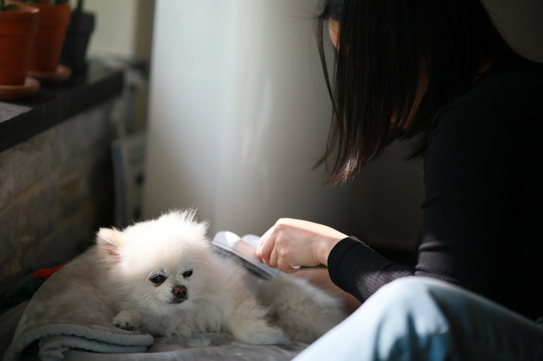 A person brushing a small white Pomeranian dog on a grey blanket