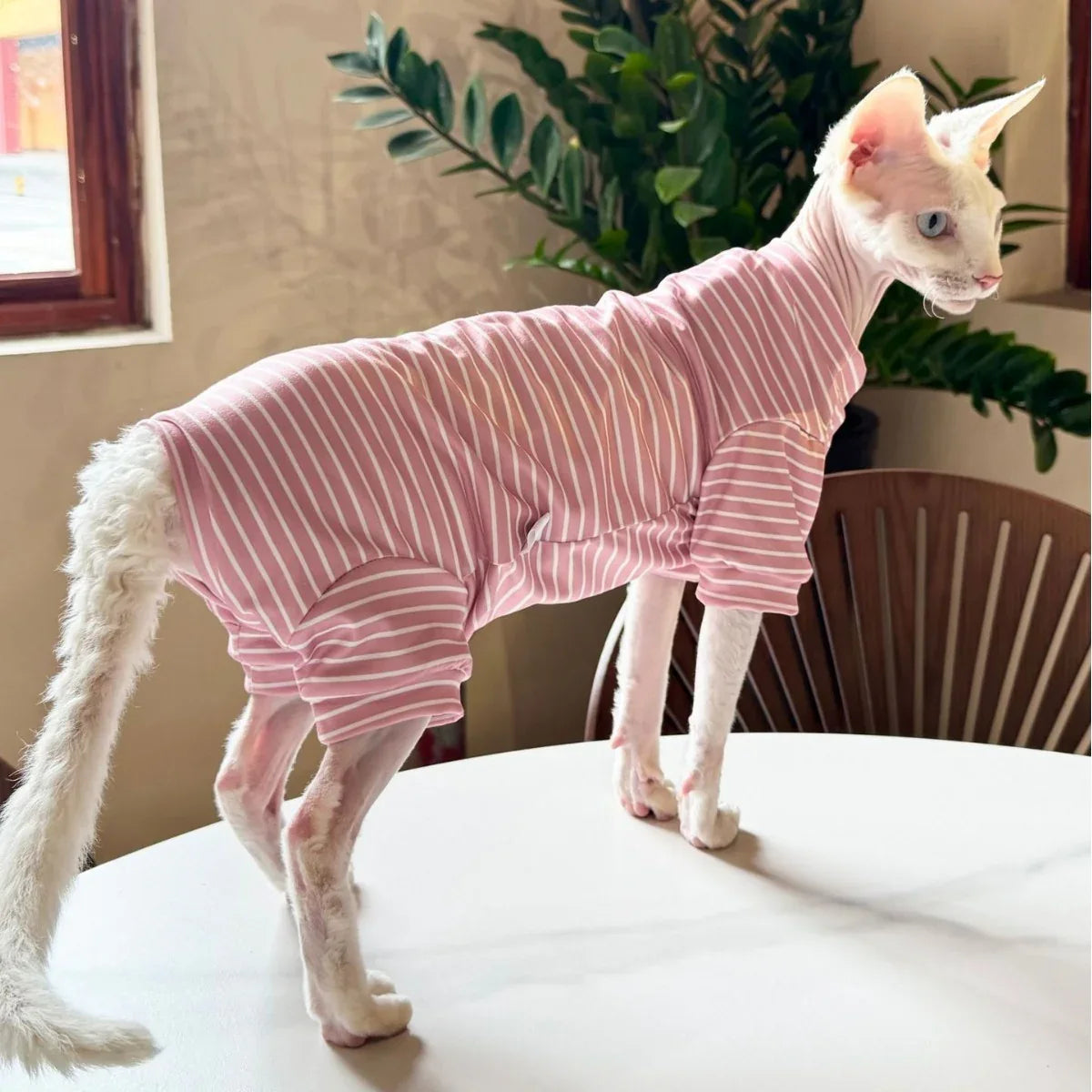 Abbigliamento traspirante sottile per gatti a quattro zampe Pet Cool