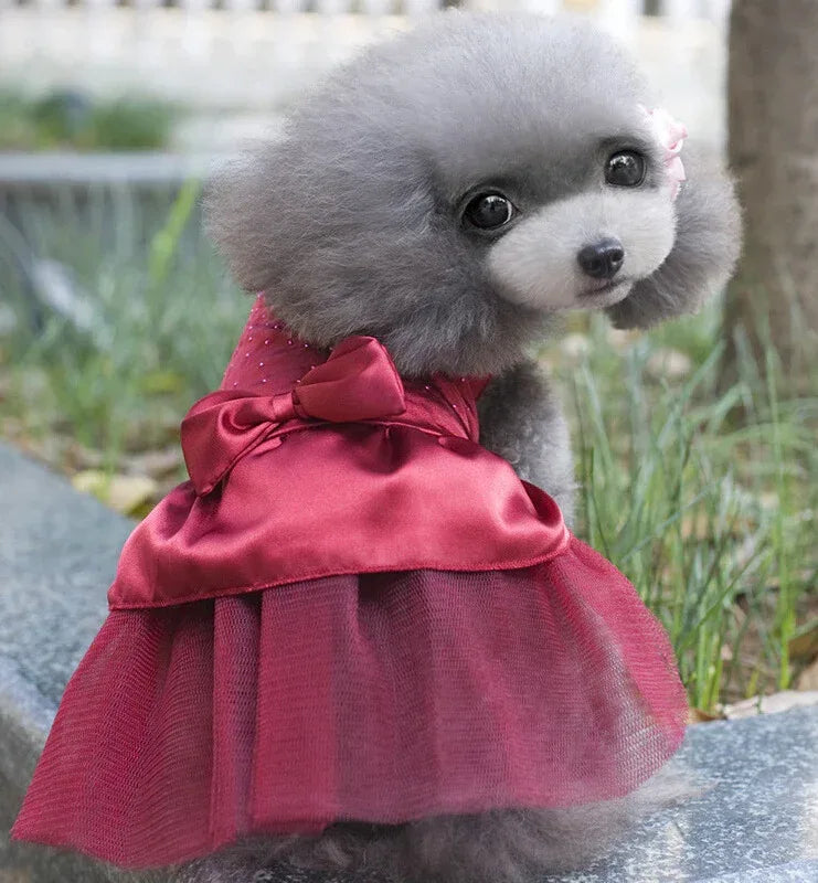 Váy cưới cho chó