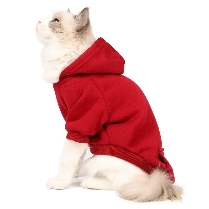 Petits et moyens chiens portant casquettes et vêtements en polaire
