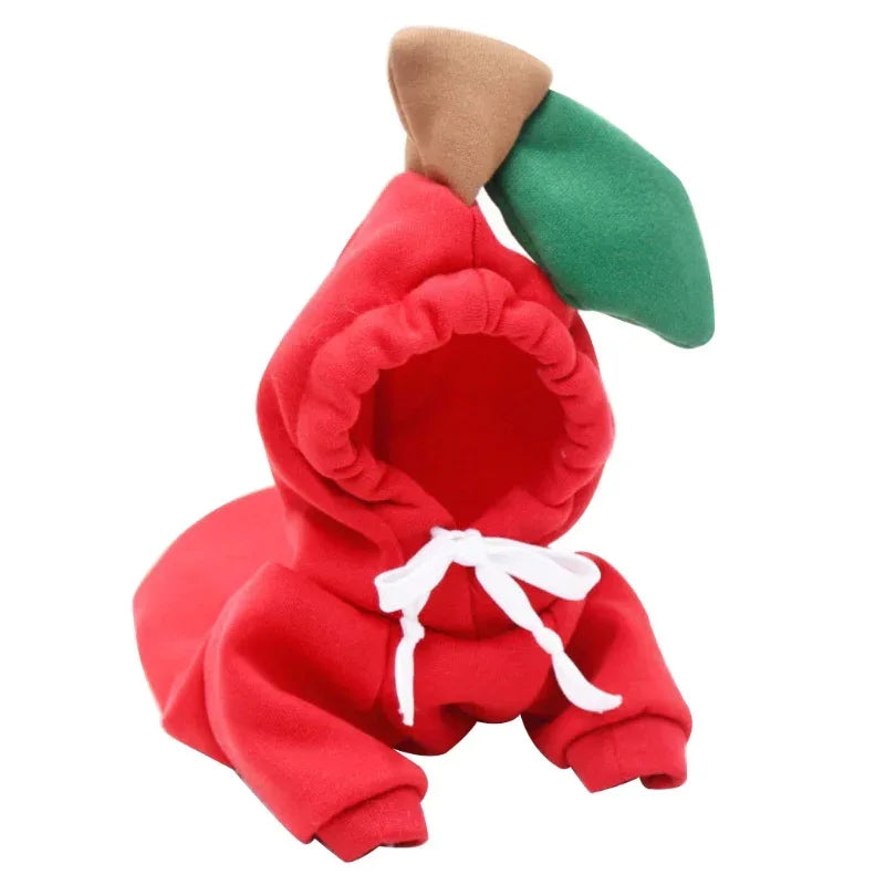 Chihuahua met zachte huisdierkleding voor herfst en winter
