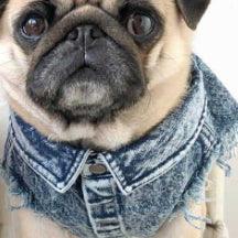 Áo khoác denim giặt cho chó cưng