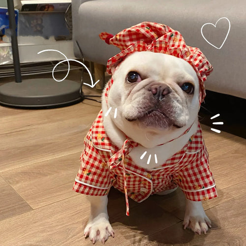Quần áo, Thú cưng Yêu thích Teddy Schnauzer