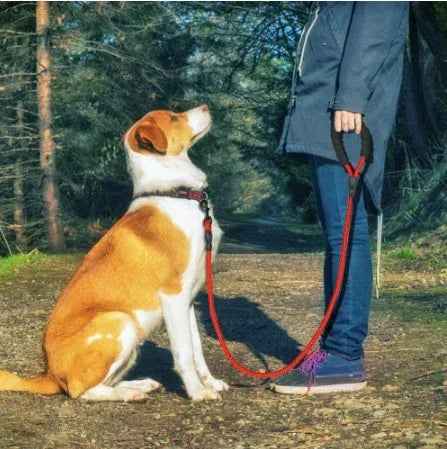 Reflective Nylon Dog Leash Durable Training Lead for All Sizes