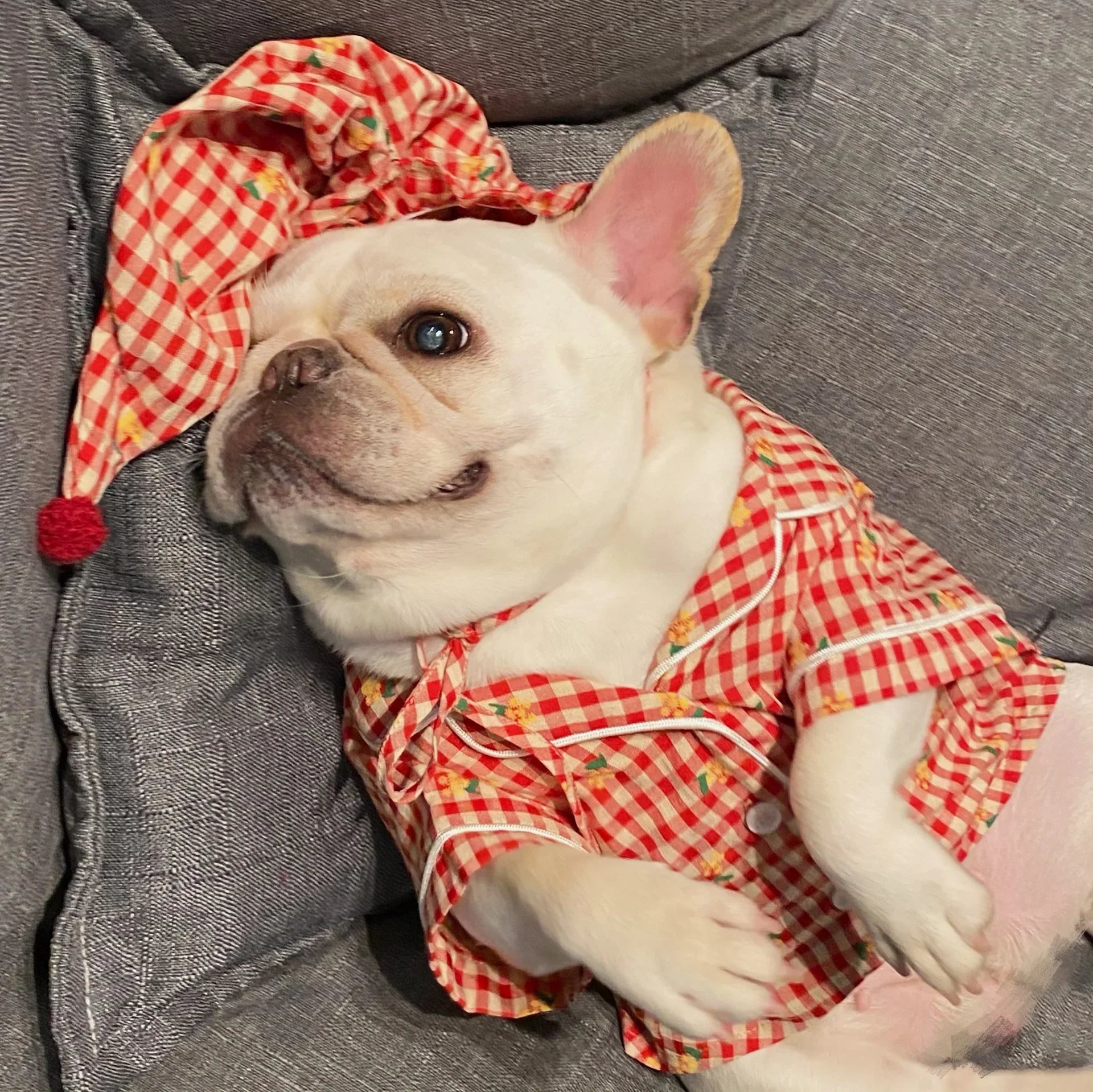 Vêtements, Chiens Chats Favoris Teddy Schnauzer