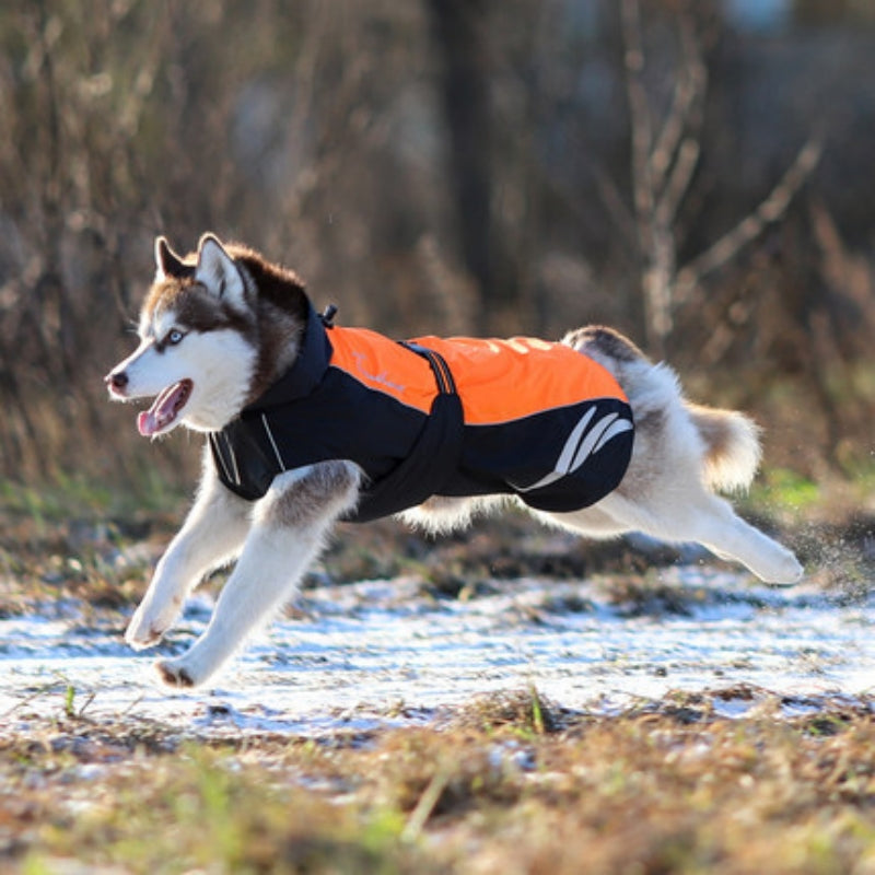 Winter Warm And Fashionable Pellet Down Jacket For Dogs