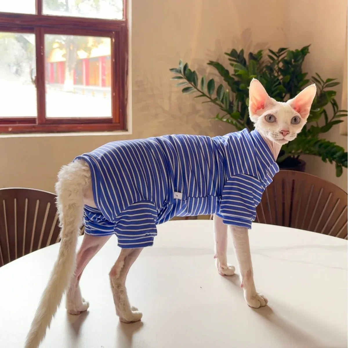 Abbigliamento traspirante sottile per gatti a quattro zampe Pet Cool